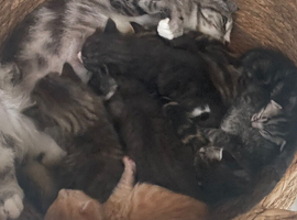 8 mixed breed kittens available on the 15th july!