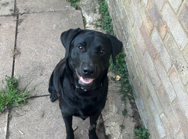 1 Year Old Looking for an Experienced,Active Home