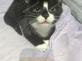 Kitten