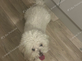 Bichon frise