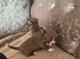 Pure chihuahua pups from pedigree parents