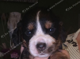 KC Working cocker spaniel