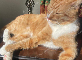 Lost cat name Lyino, ginger five years old.