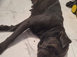 Mastiff mix