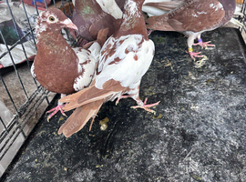 Pigeons for sale
