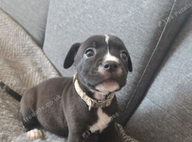 Staffy+cane corso