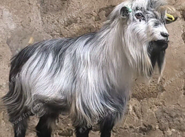 Billy goat for HIRE