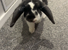 Mini lop doe available