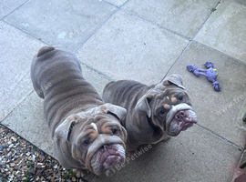 &pound;1900 for both beautiful english bull dogs