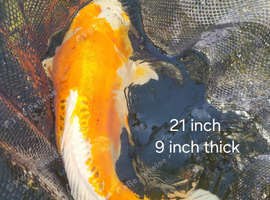 Japanese koi fish
