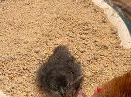 Serama silkie chicks