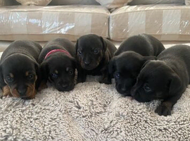 Dachshund x terrier