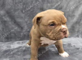 7 pocketbully puppies