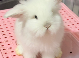 Double Maned Lionheads READY NOW