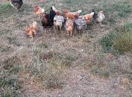 Chickens  for sale