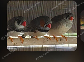 Canary and finches