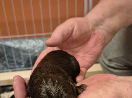 Gsp/Visla puppies KC registered