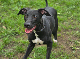 8 month old whippet lurcher dog