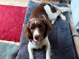 Springer spaniel looking for a forever home