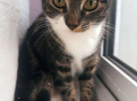 Rehoming fur baby!