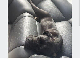 Cane corso x dogue de Bordeaux
