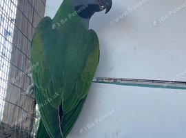 Derbyan parakeet