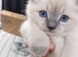 Champion bloodline Ragdolls