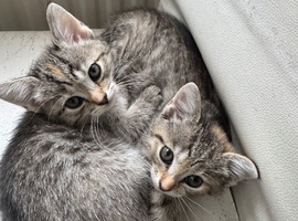 2 little white/grey&rsquo;s