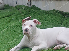 American bulldog puppy