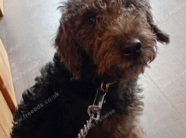 Bedlington bitch