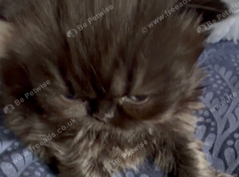 Exotic & Persian Chocolate & Black Kittens Available