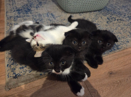 3 Female kittens,