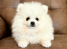Quality Snow White Pomeranians