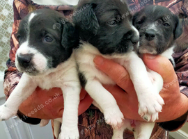 3 jack russell girl puppies for sale