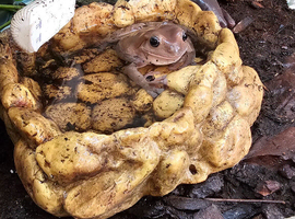 Trio of white tree frogs