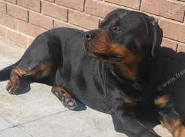 Rottweiler stud