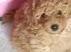 Beautiful Toy poodle puppies.