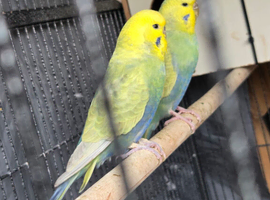 Breeding pairs of budgies