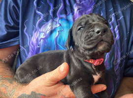 Last Black Girl  Great Dane Puppies.