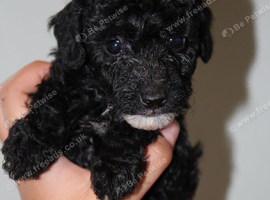 Health tested miniature poodle puppies
