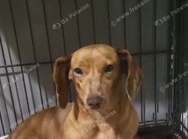 Mini dachshund !