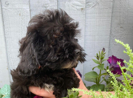 Shihpoo, DNA health tested parent