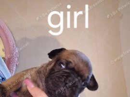 Puppies