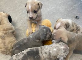7 puppies available