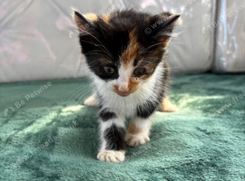 Kittens