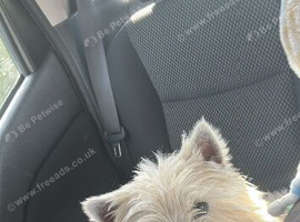 West highland terrier