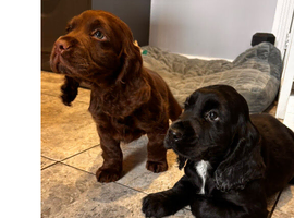 Cocker spaniel puppies