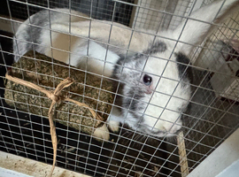 2 male rabbits