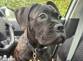 Cane Corso Male Puppy &ndash; 7 Months Old &ndash; Looking for New Home
