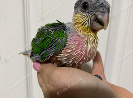 Black headed caique parrot Sunny